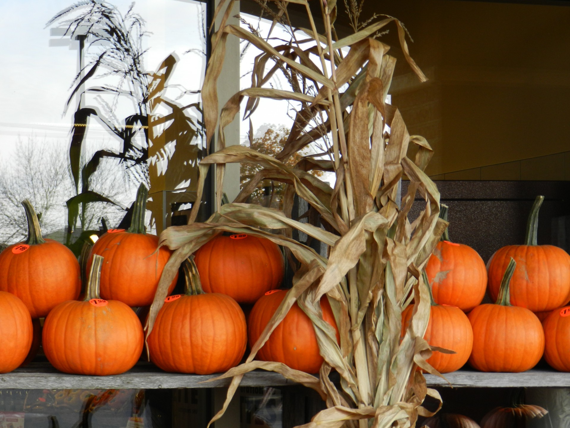 autumn pumpkins squashes free photo