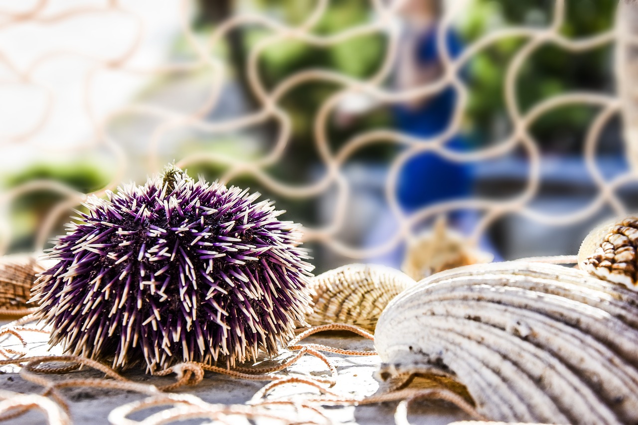 decoration decoration sea urchin free photo