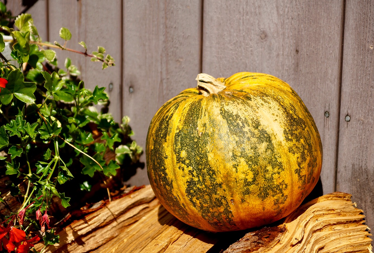 decoration pumpkin orange free photo