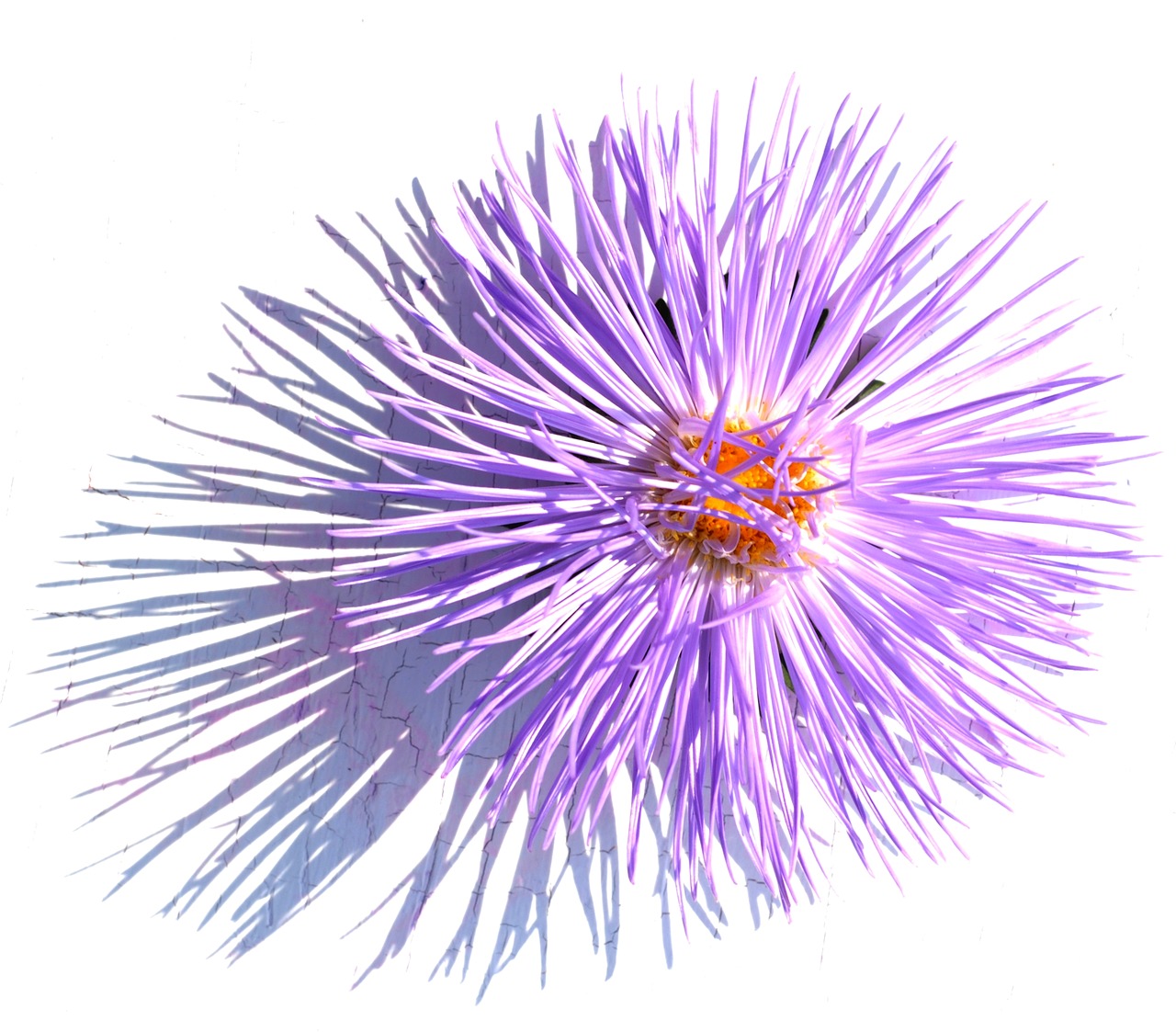 decoration  flower  purple free photo