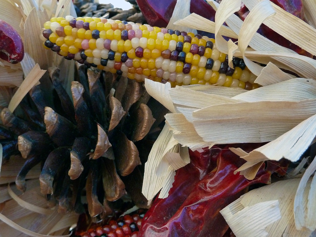 decoration dried corn free photo