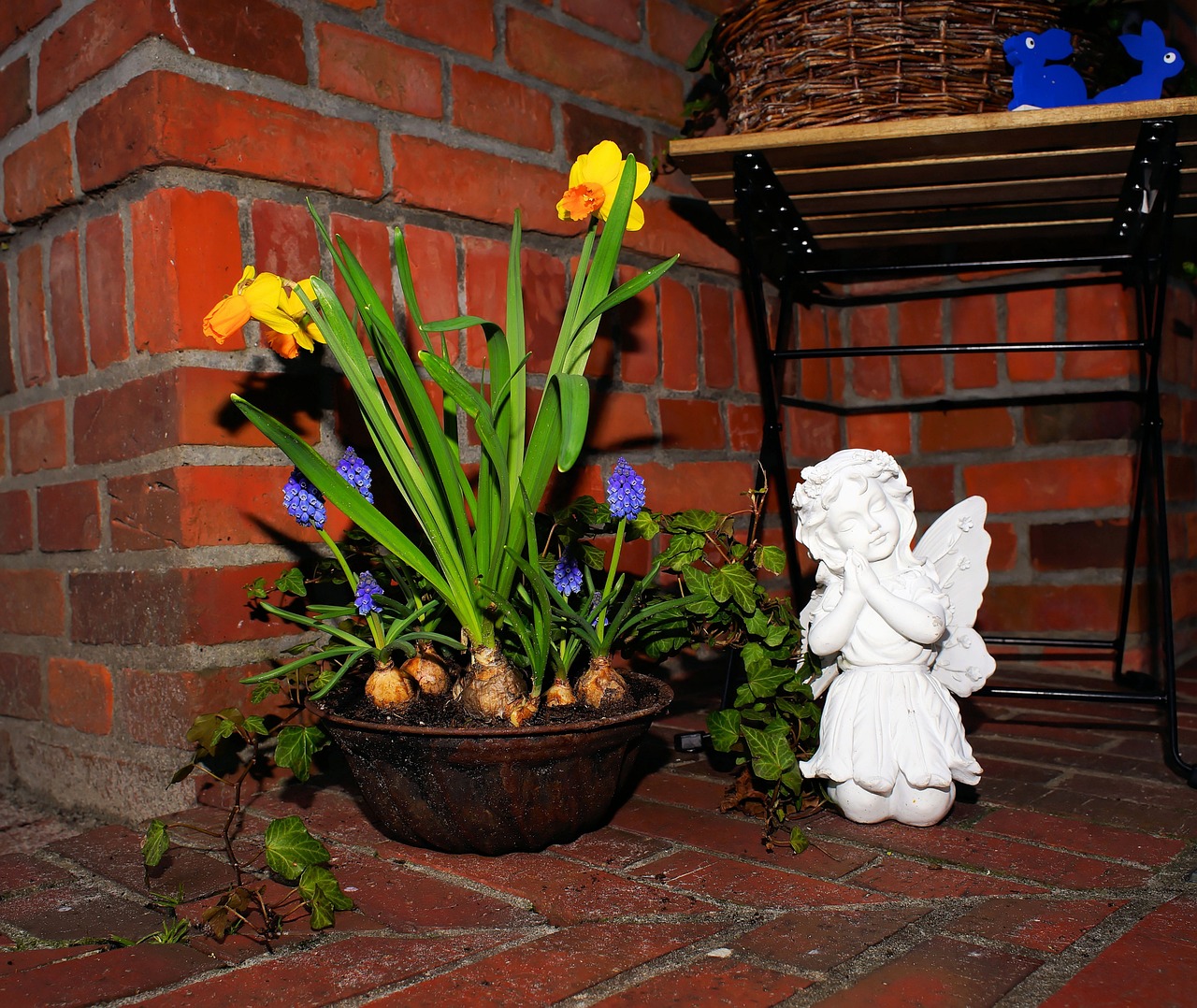 decoration angel daffodils free photo