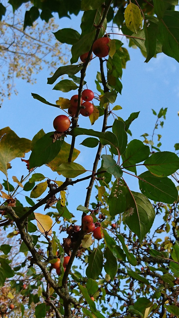 decorative malas tree free photo