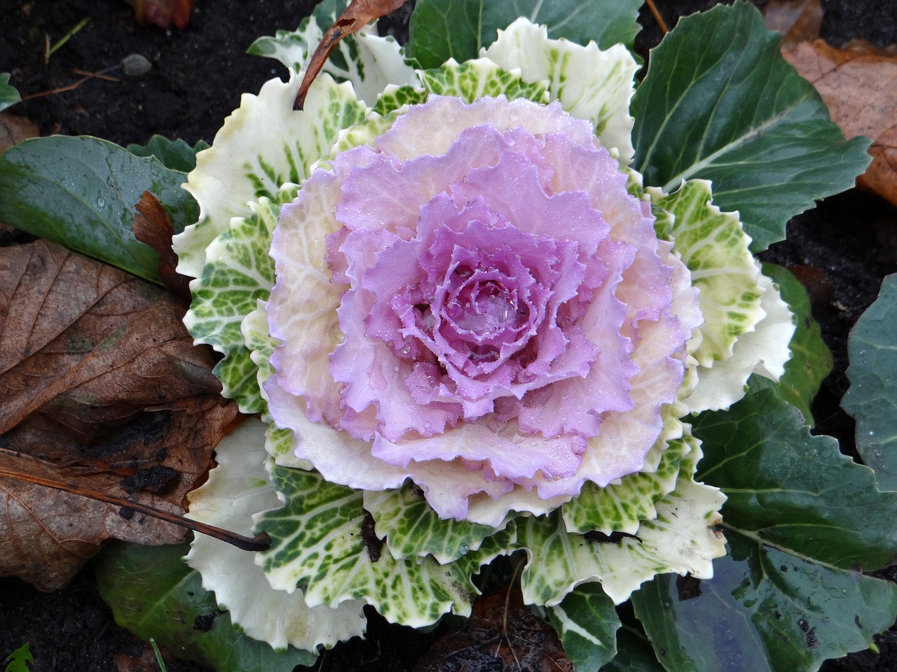decorative cabbage flowerbed rose free photo