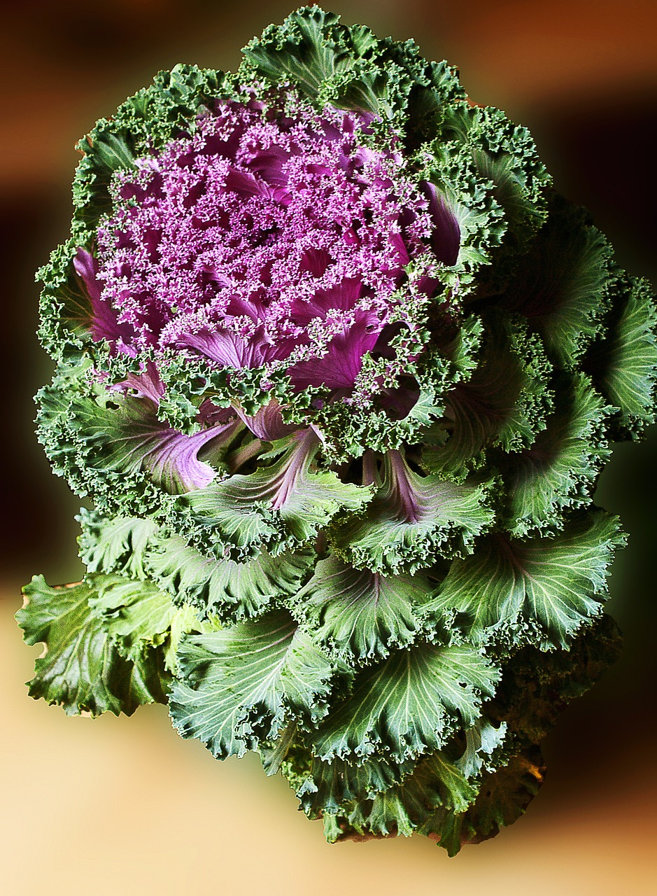 decorative cabbage cabbage a vegetable free photo