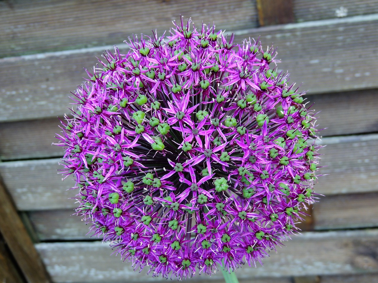 decorative garlic flower garlic główkowaty free photo