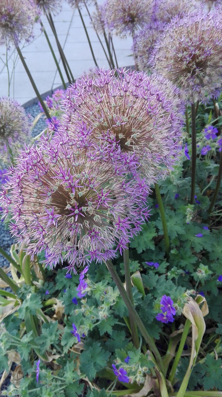 decorative garlic flower a flower garden free photo