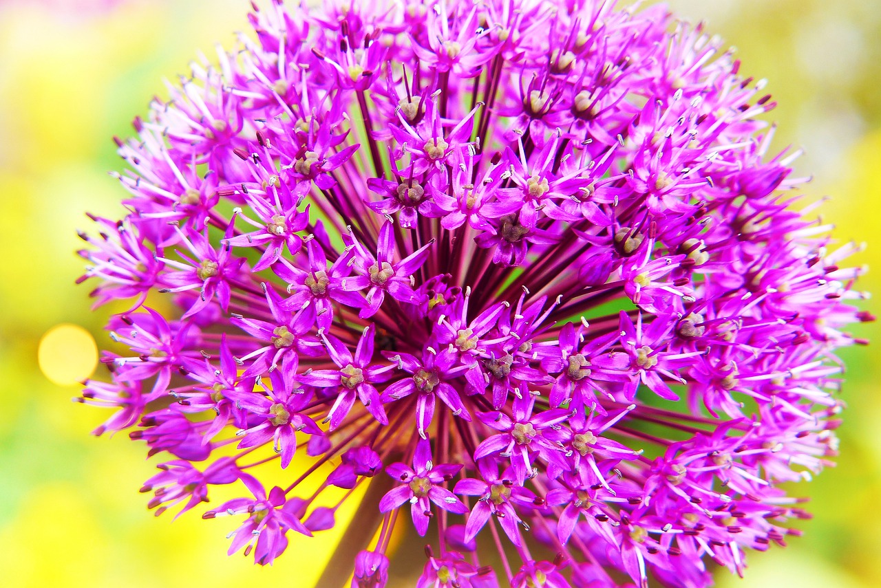 decorative garlic  flower  the petals free photo