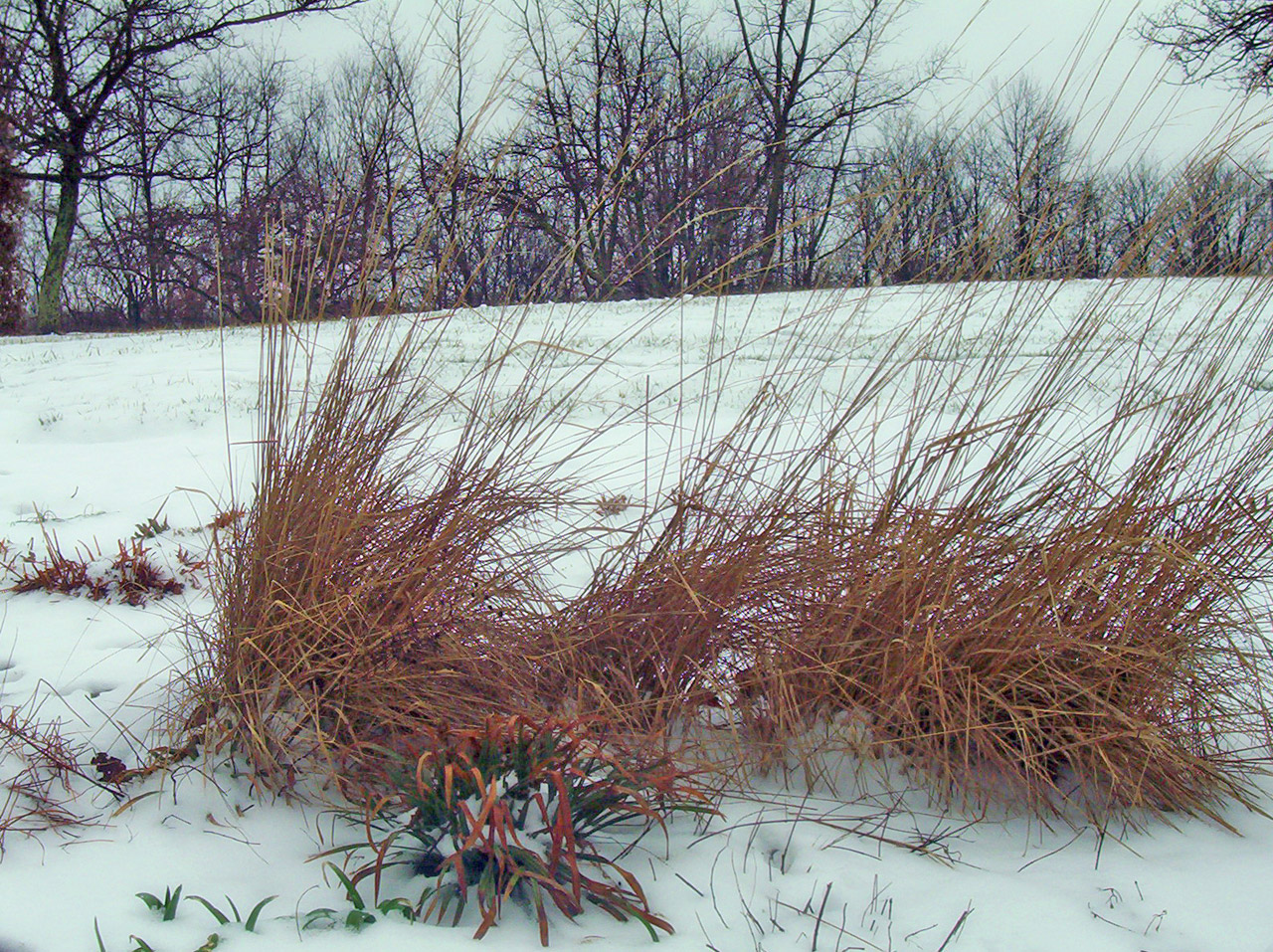 Высокая трава в снегу