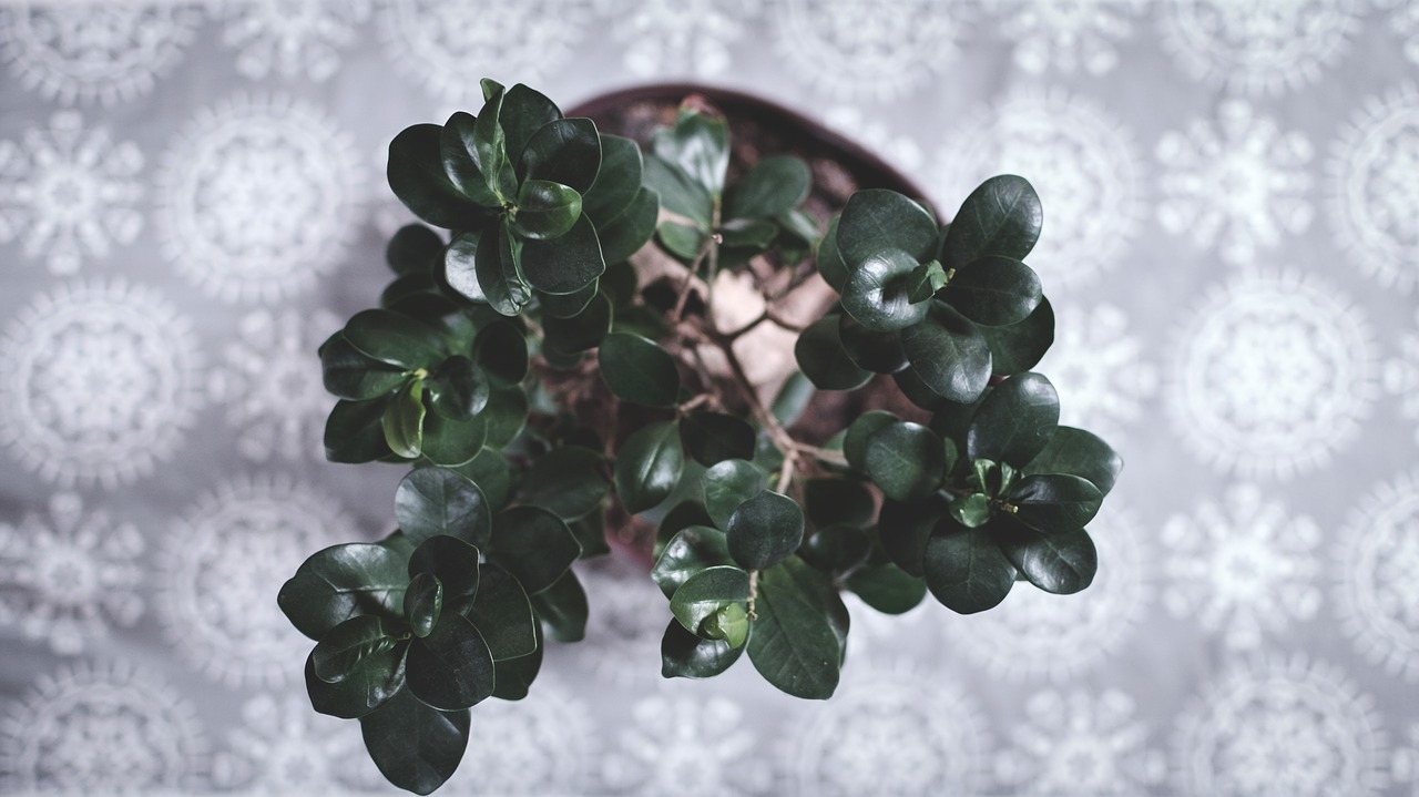 decorative plant plant potted plant free photo