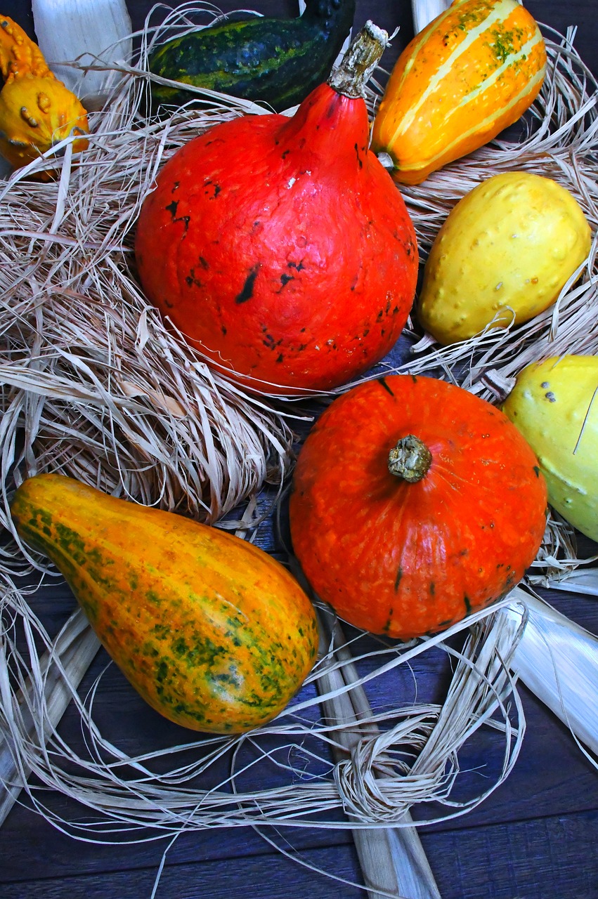 decorative pumpkins  orange  october free photo