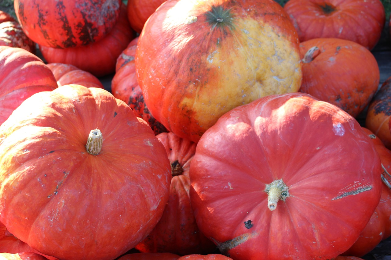 decorative squashes pumpkins autumn free photo