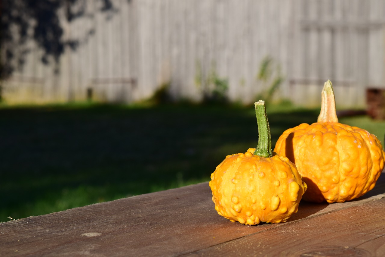 decorative squashes pumpkins yellow free photo