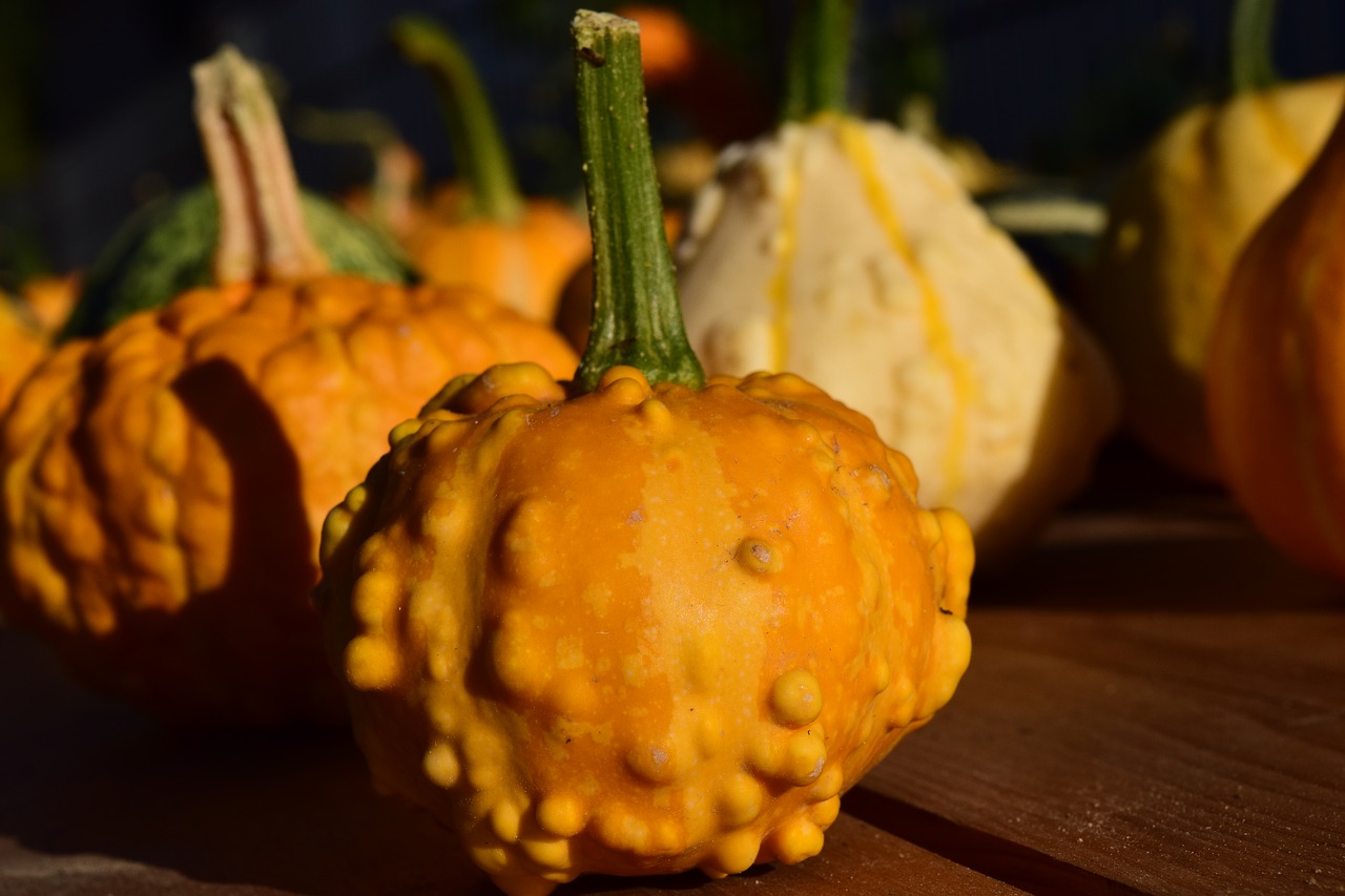 decorative squashes pumpkins yellow free photo