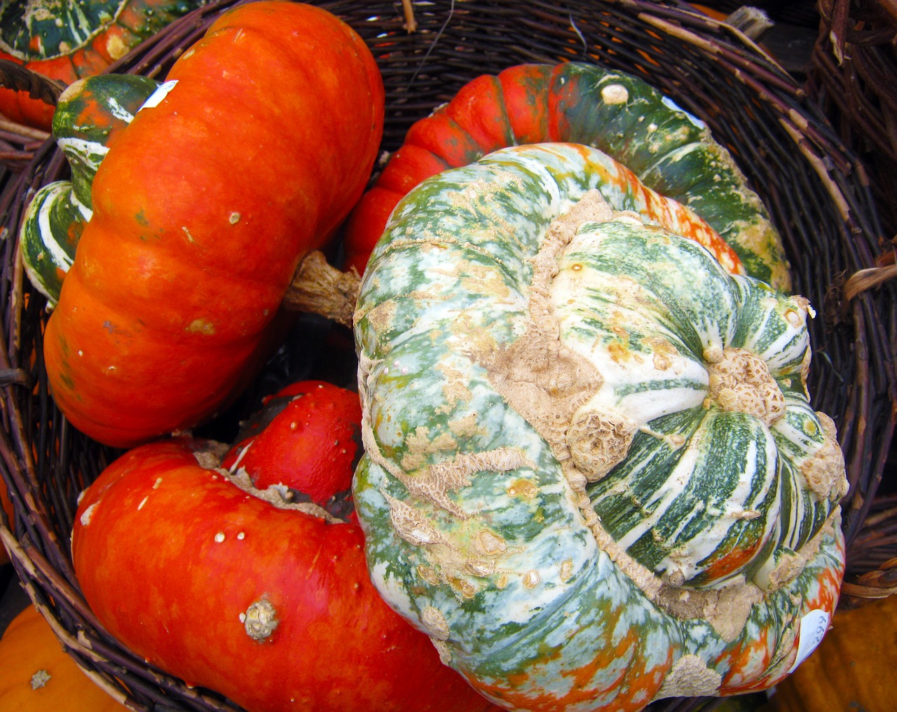 decorative squashes colorful pumpkin free photo