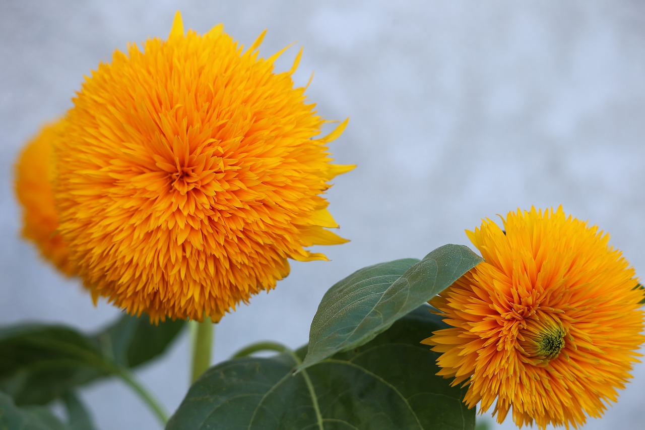 decorative sunflower teddy bear  plant  orange free photo