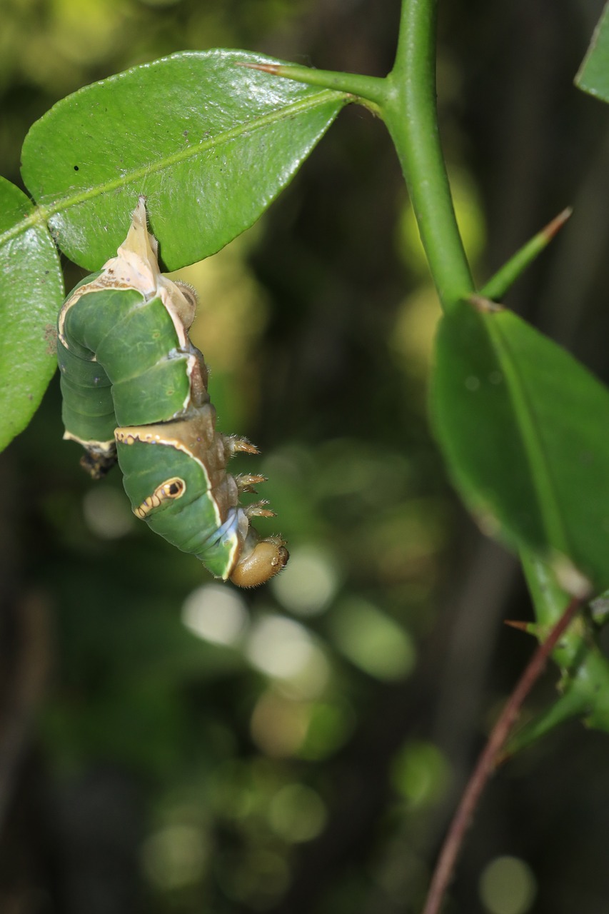 deep  bug  nature free photo