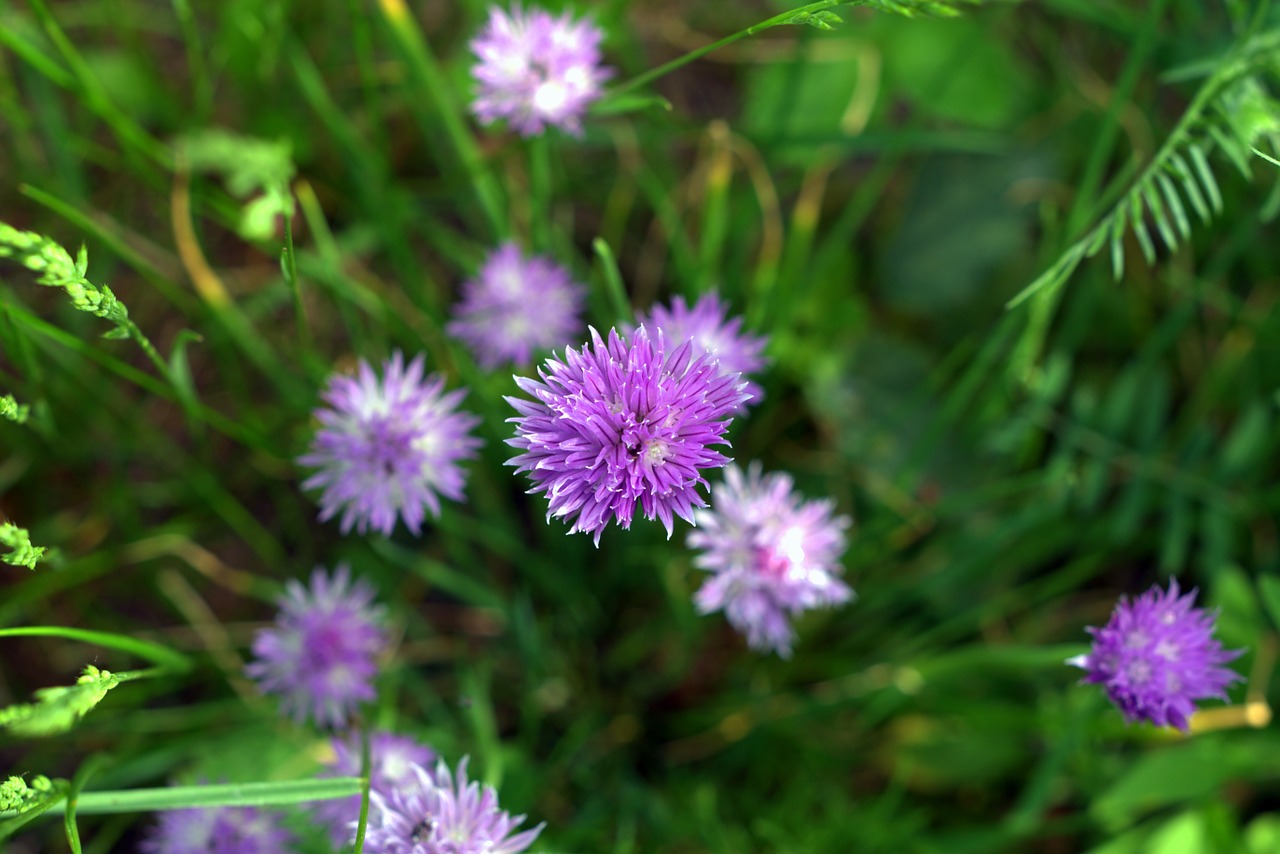 deep blue flower meadow free photo