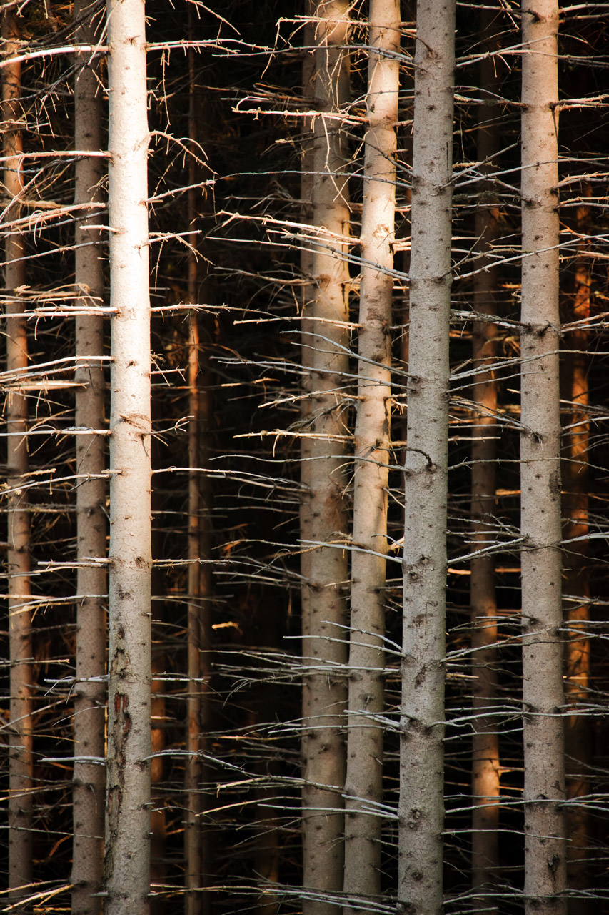 abstract background bark free photo