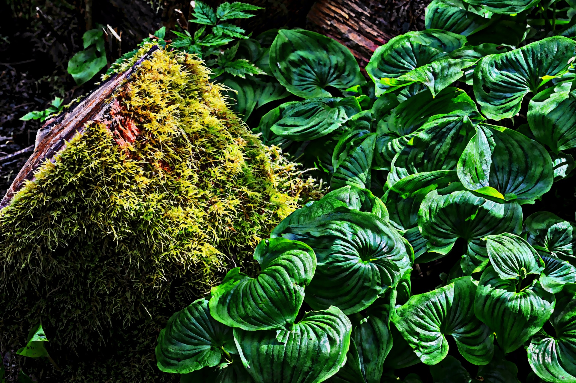 moss log green free photo