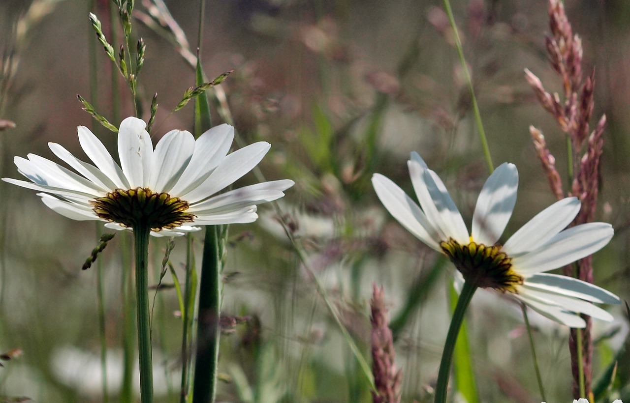 plant nature live free photo