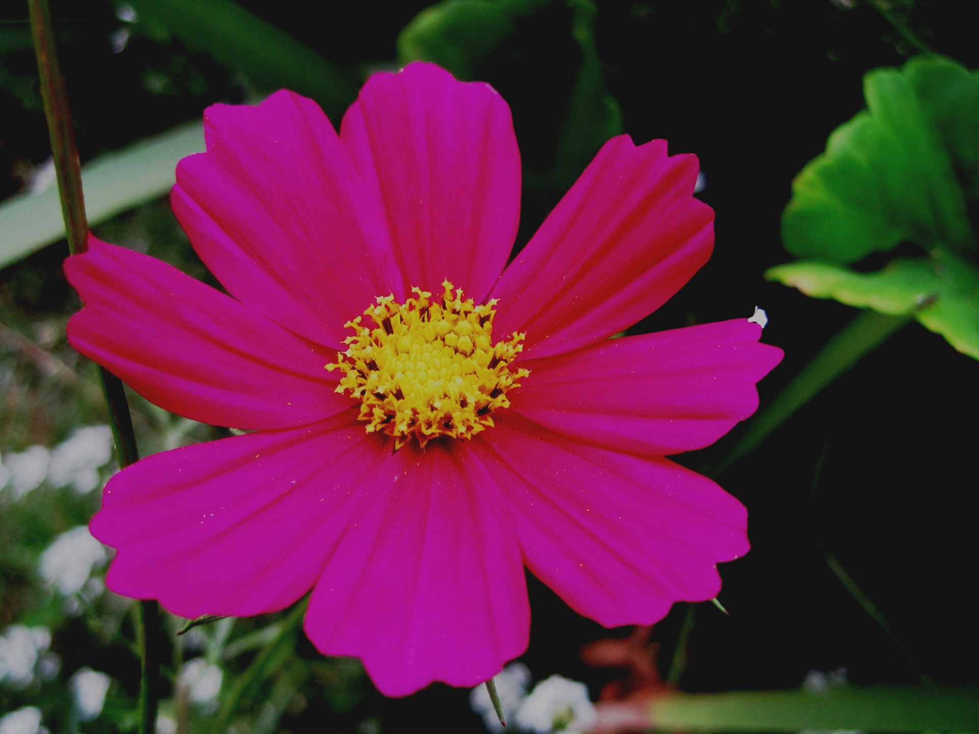 pink flower magenta free photo