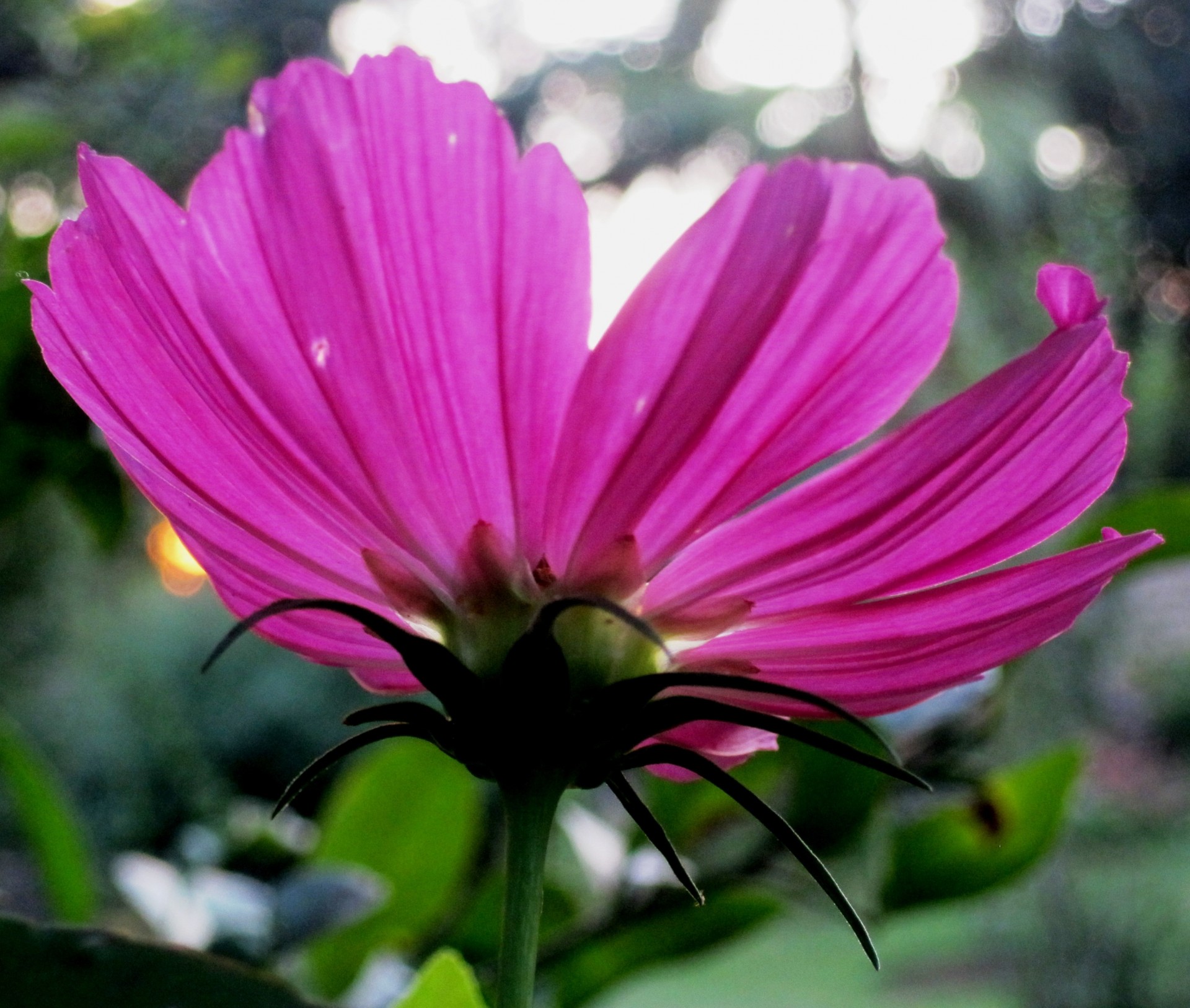 flower deep pink simple free photo