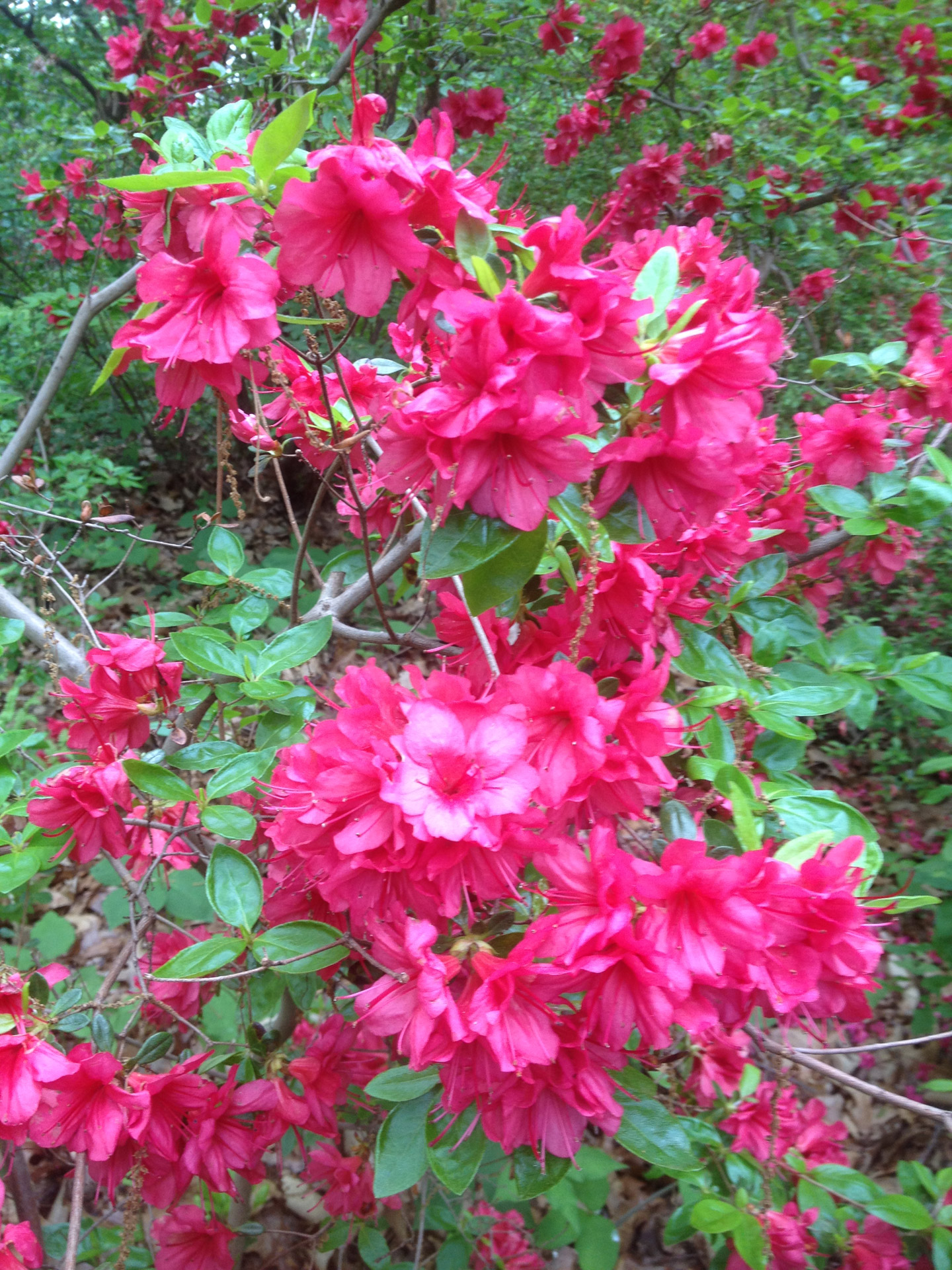 pink flowers deep pink flowers free photo