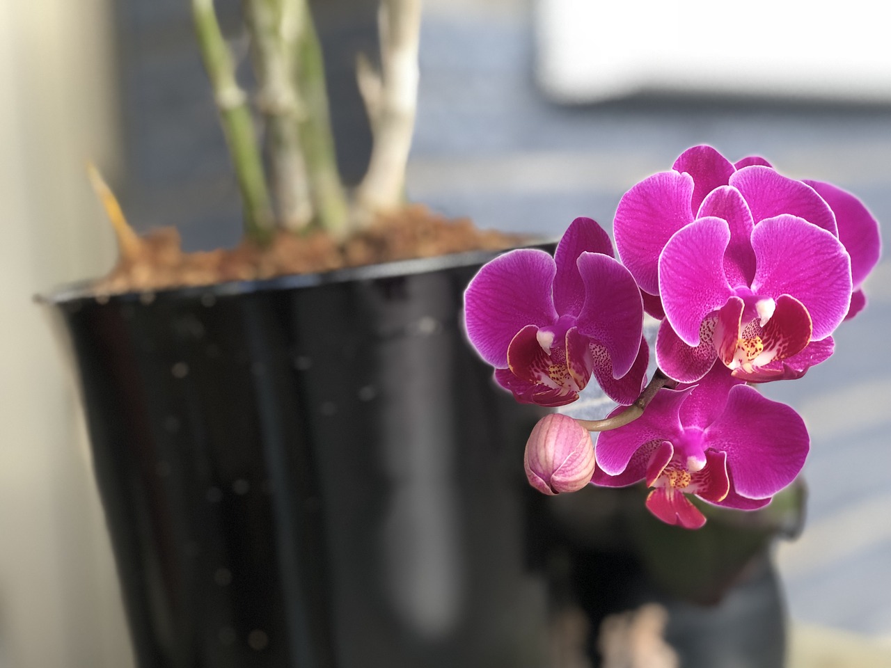 deep purple  orchid  bloom free photo