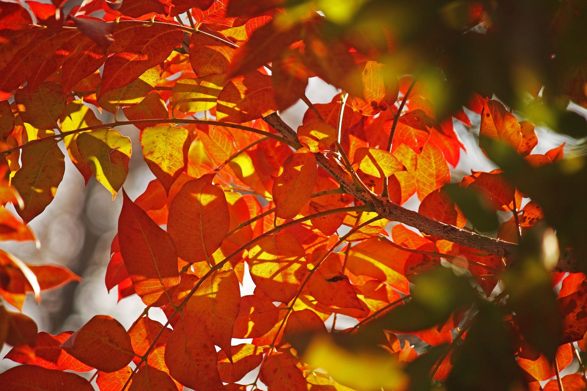 tree leaves red free photo