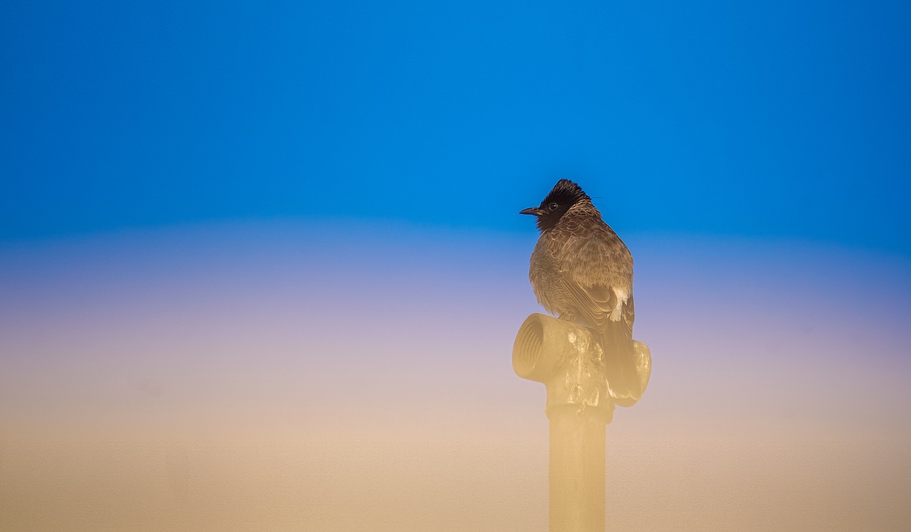 deep thinking red vented bulbul relax free photo