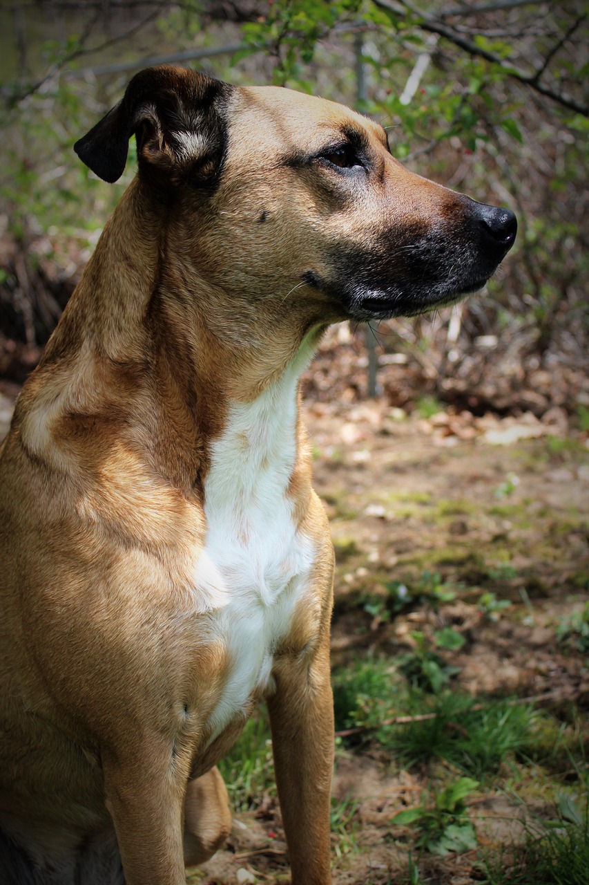 deep thought outside rescue dog free photo