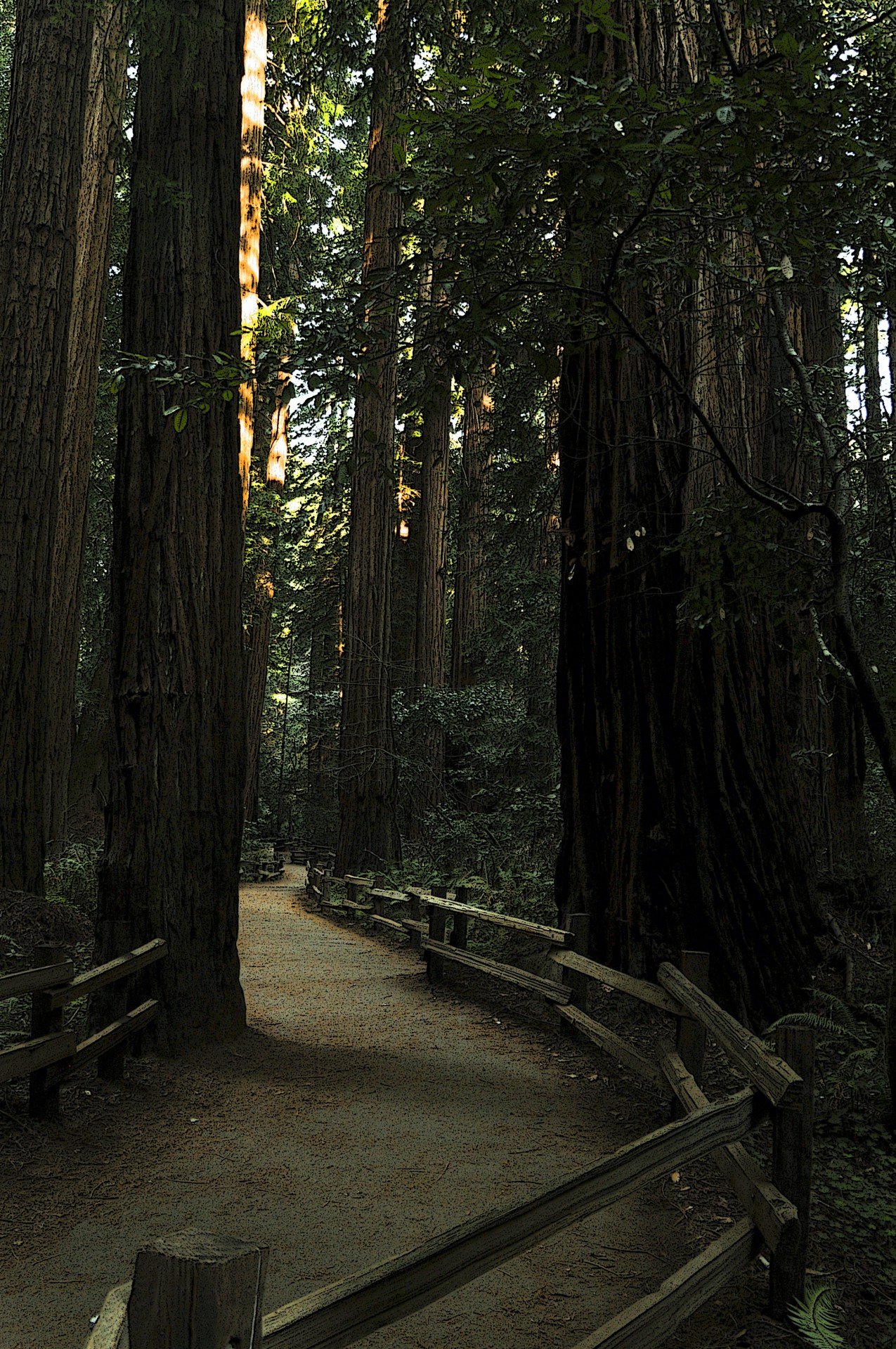 muir woods woods forest free photo