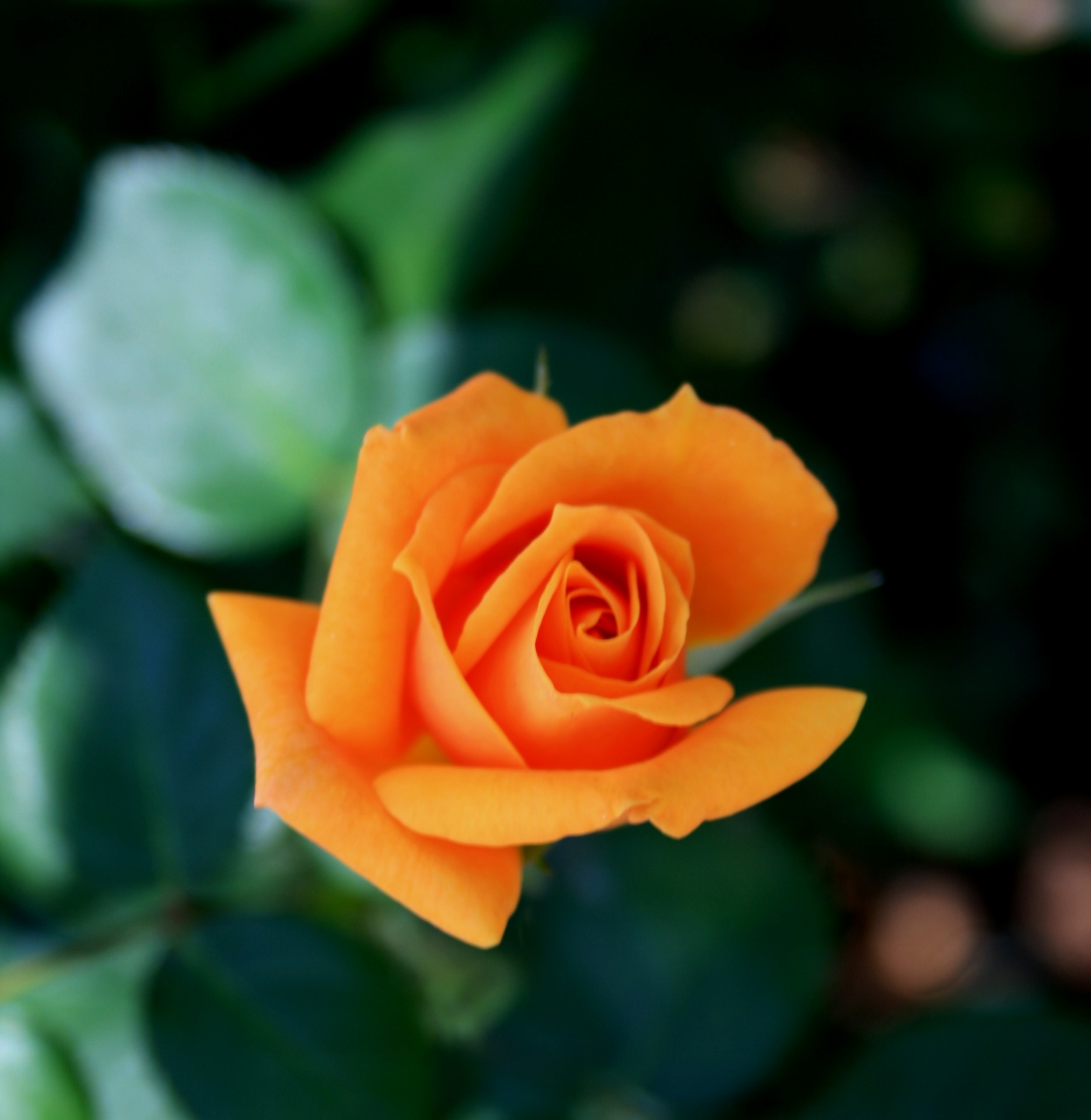 rose flower bloom free photo