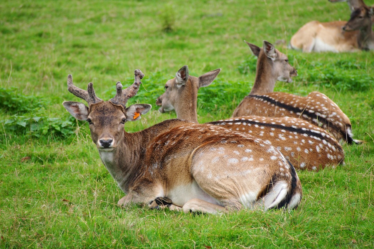 deer animals wild free photo