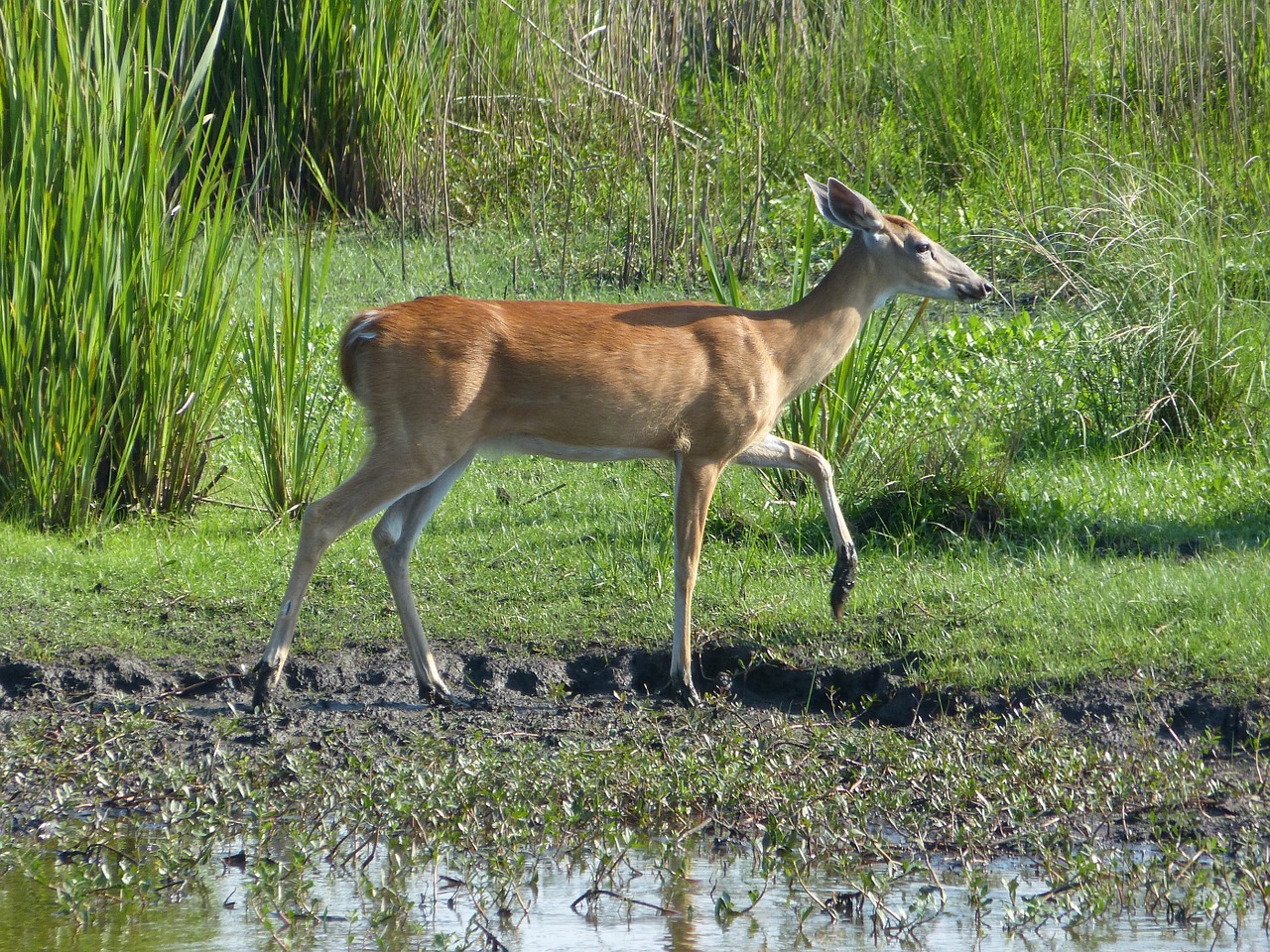 deer doe mud free photo