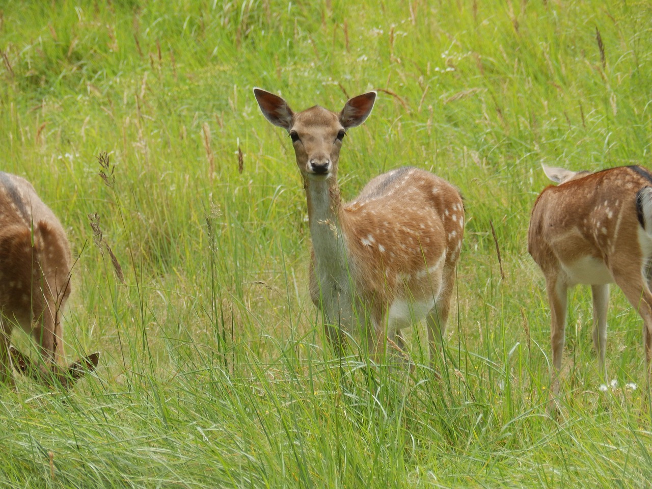 deer nature spring free photo