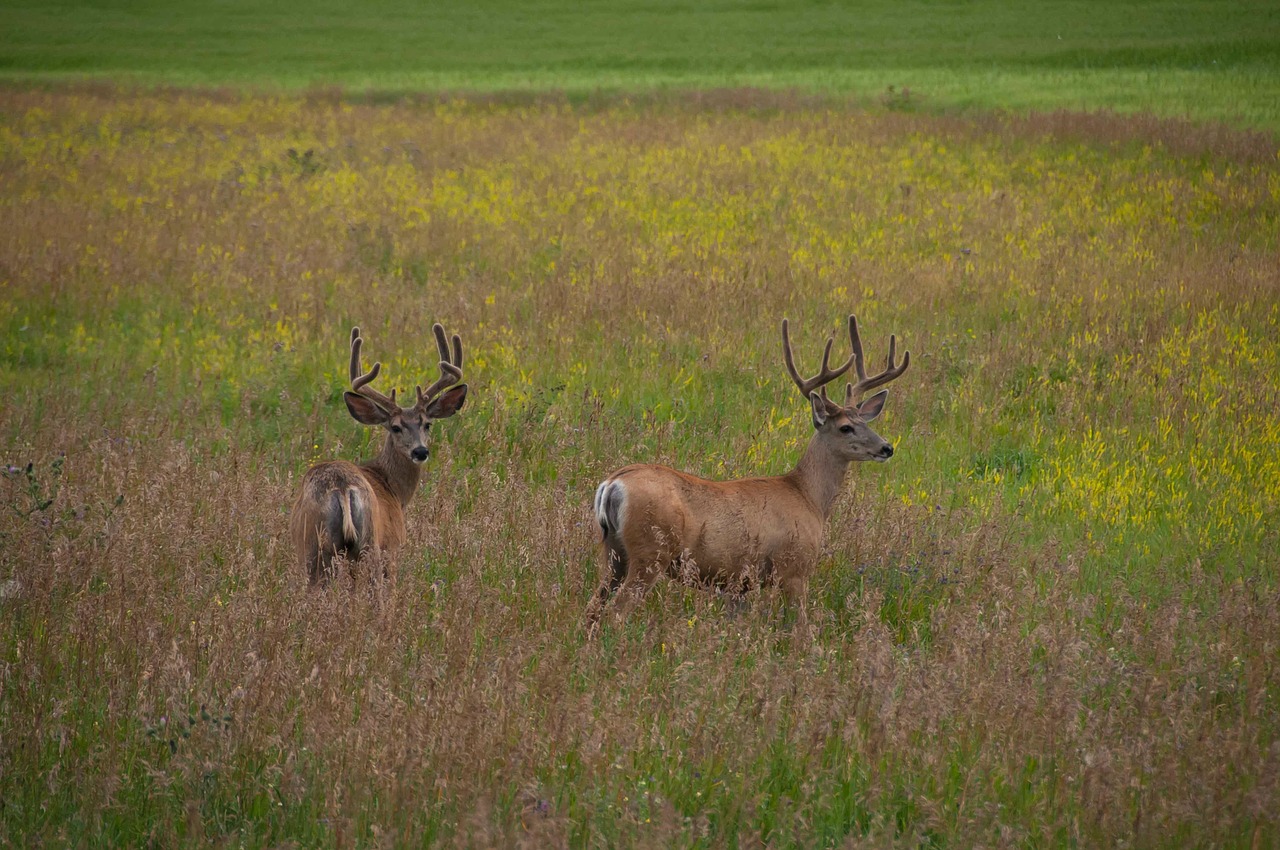 deer nature animal free photo