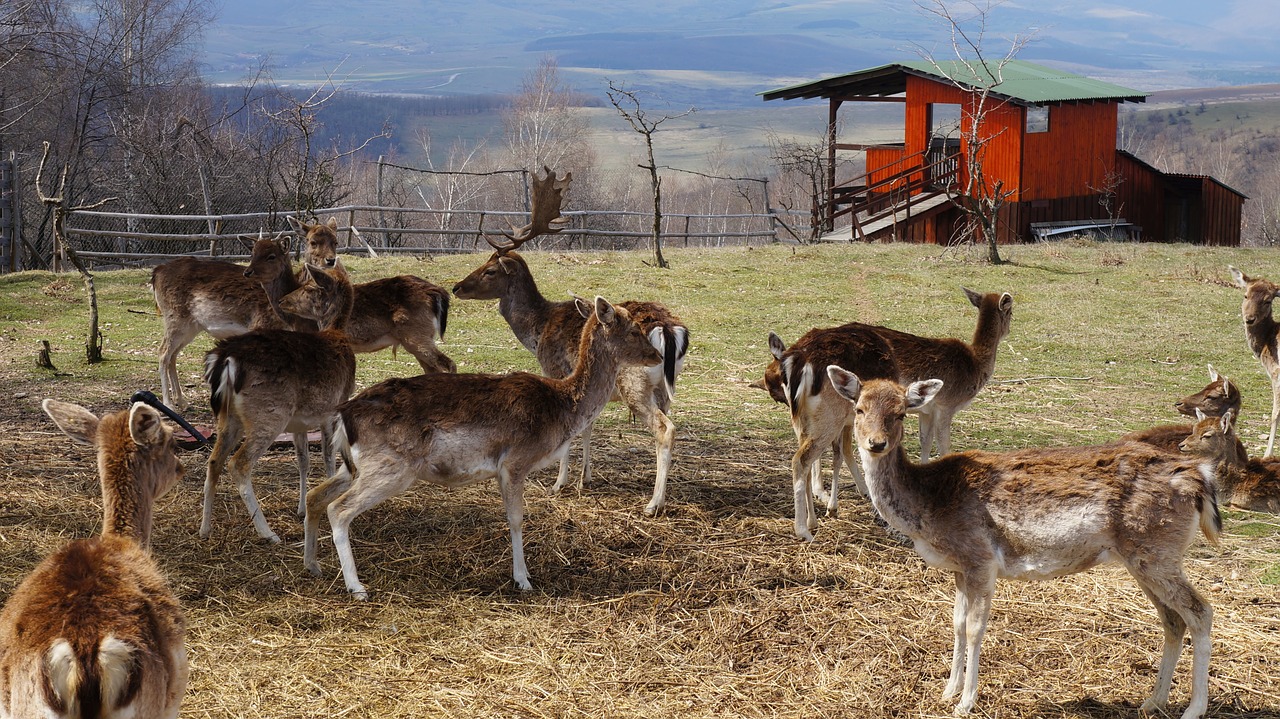 deer animals nature free photo