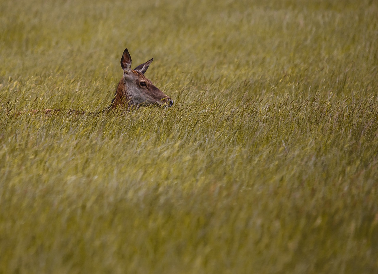 deer red hind free photo