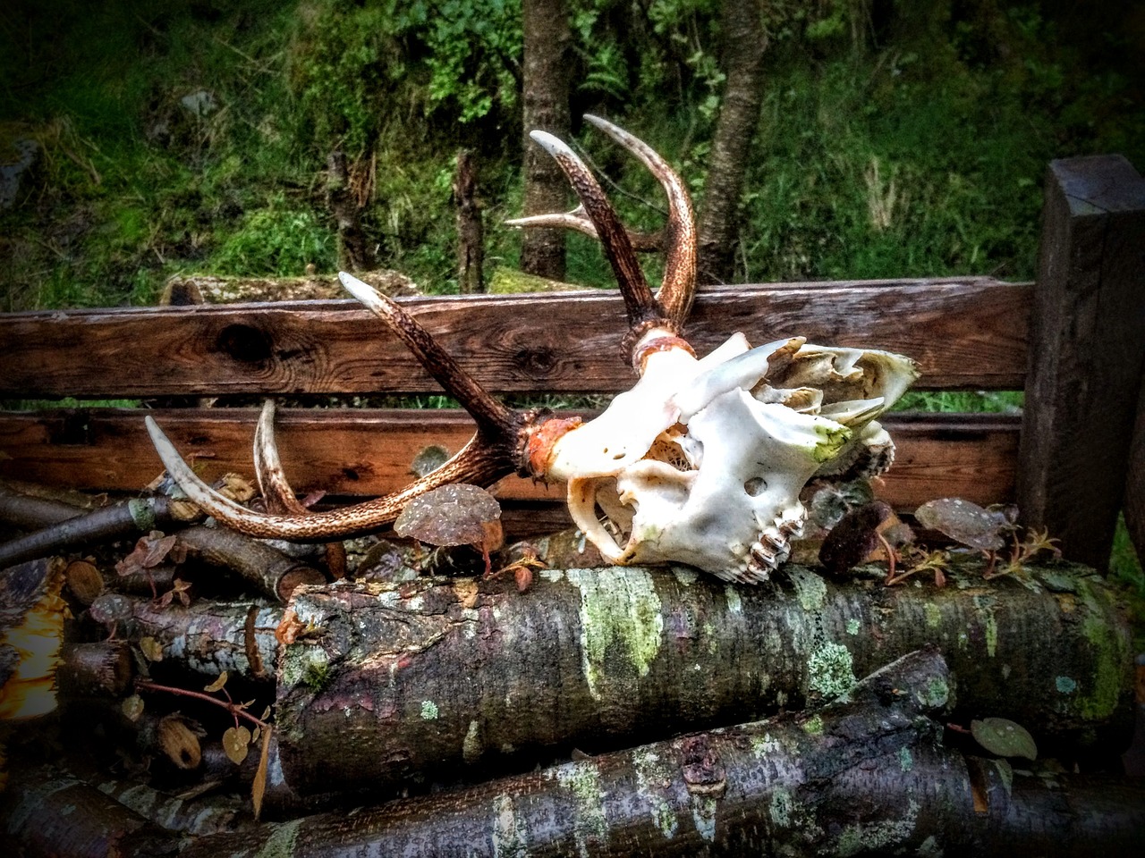 deer horn skeleton free photo