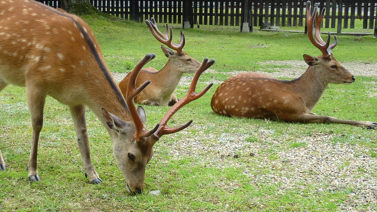 deer animals mammals free photo