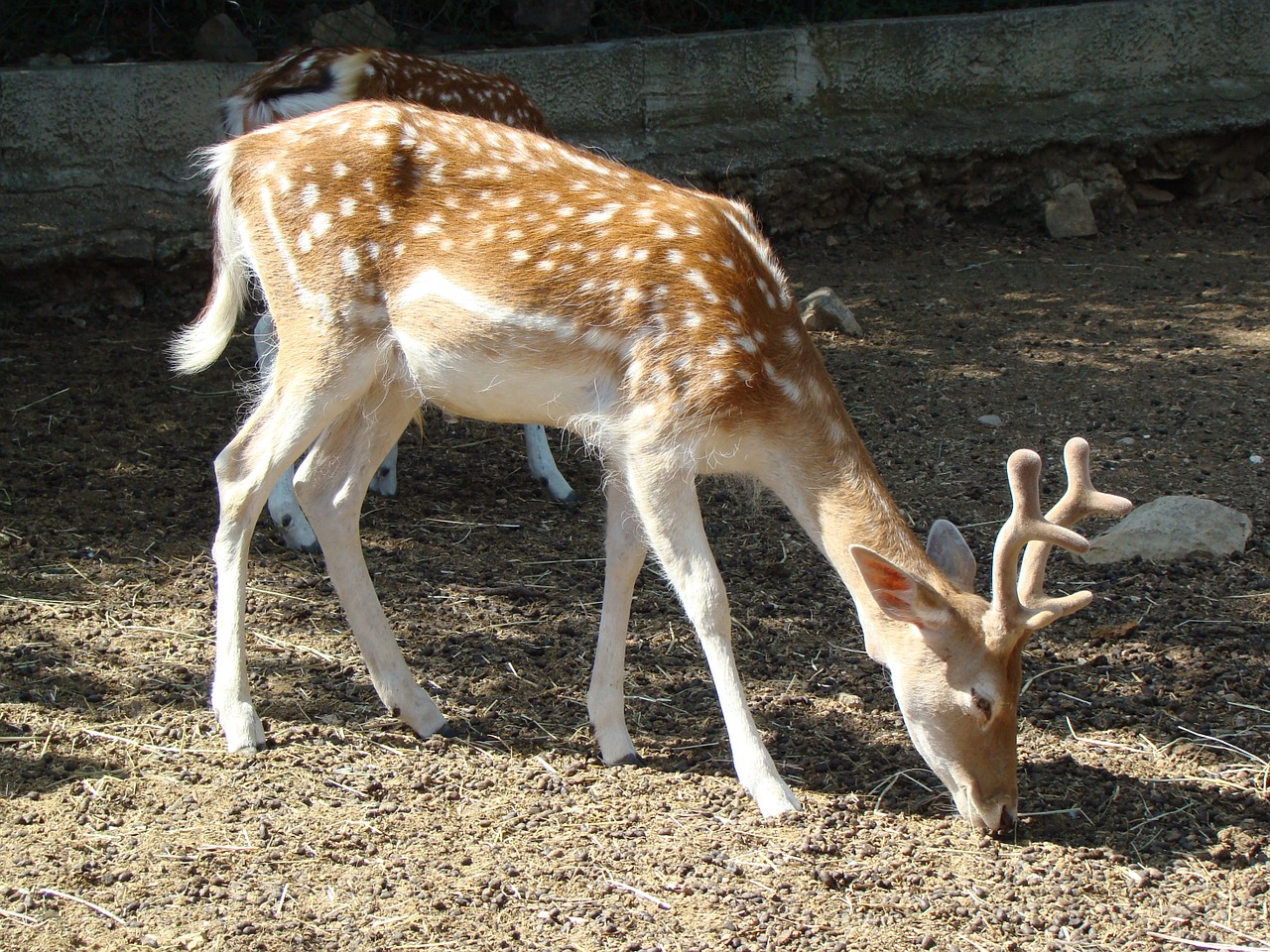 deer fawn zoo free photo