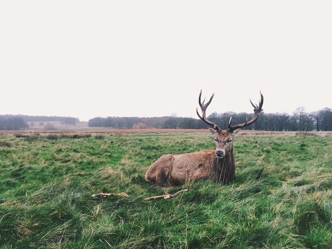 deer buck wildlife free photo