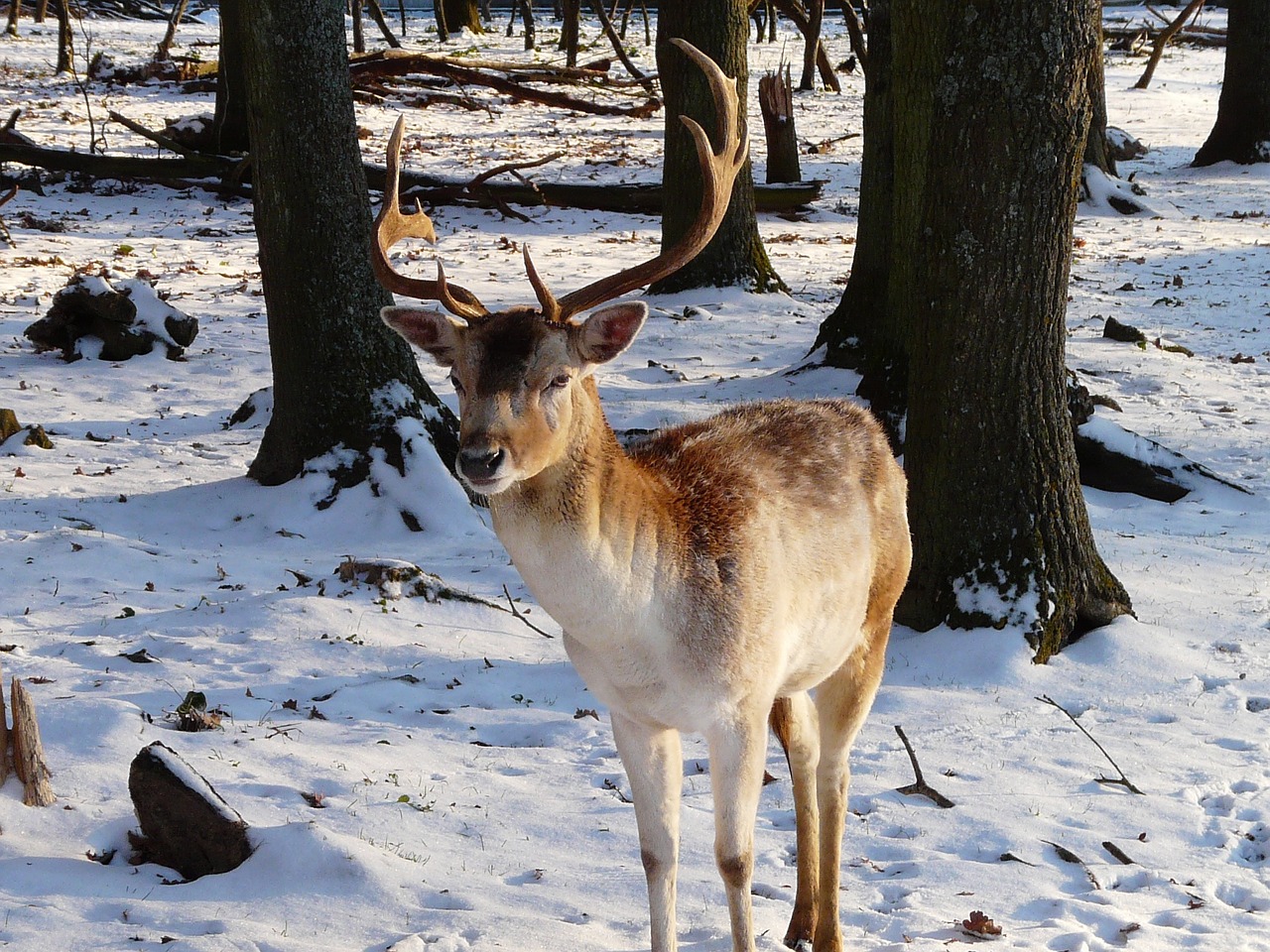 deer snow outside free photo