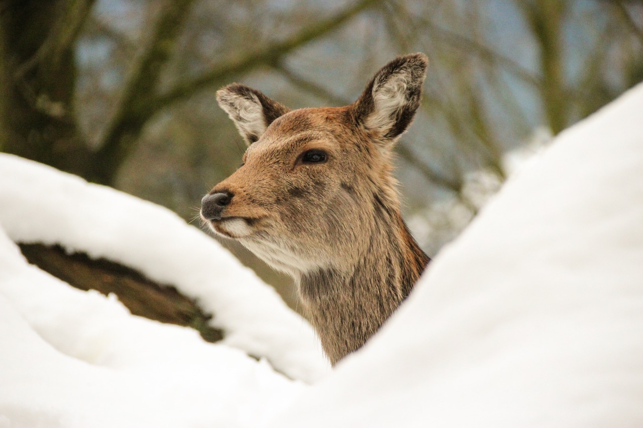 deer forest animal free photo