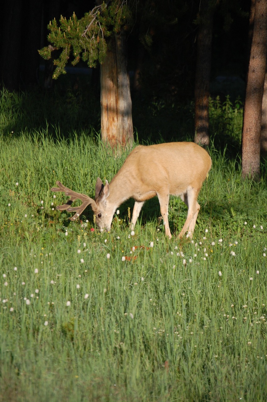 deer wildlife buck free photo