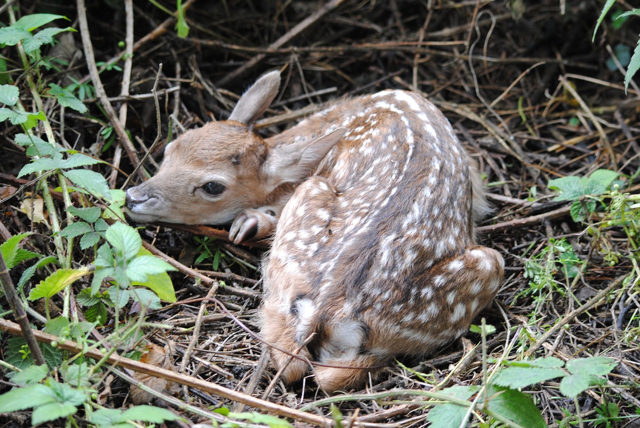 deer cub small free photo