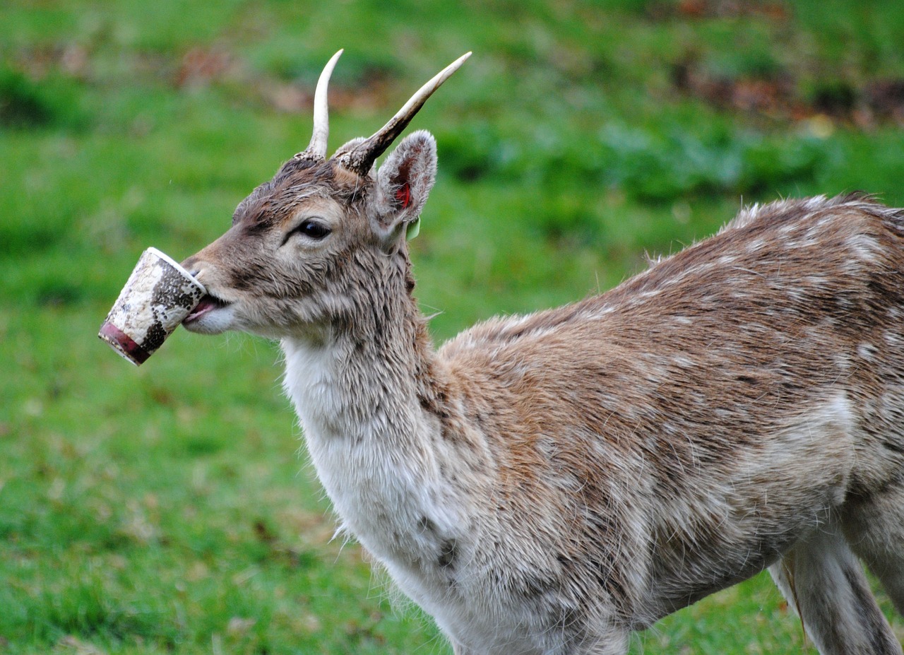 deer animals wildlife free photo