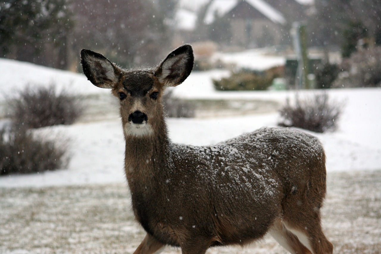 deer doe white-tailed free photo